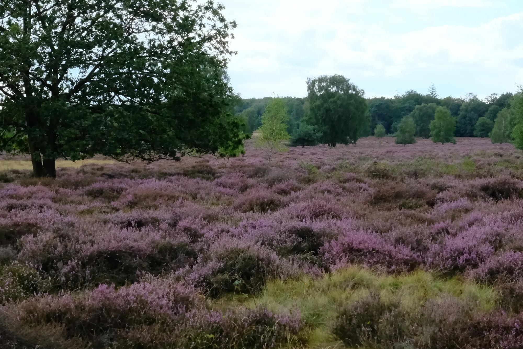 Bloeiende heide in Nederland (sfeerbeeld van de bestemming, niet het resort)